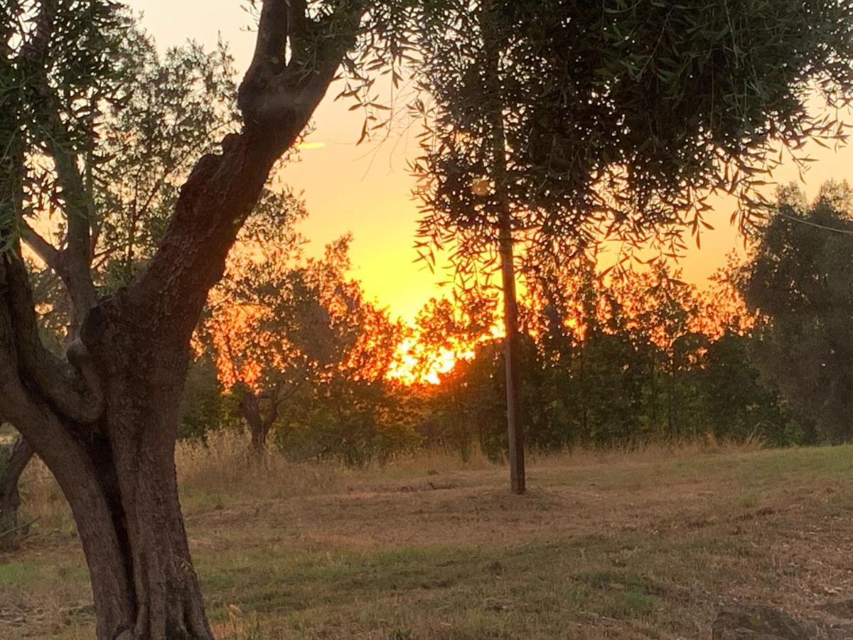 Casale Degli Ulivi Maccarese Villa Le Cerquete Exteriör bild